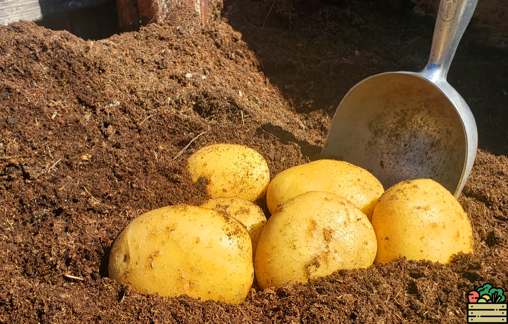 Получаем по ведру картошки с куста. Все секреты 2023 года, повышающие урожайность картошки