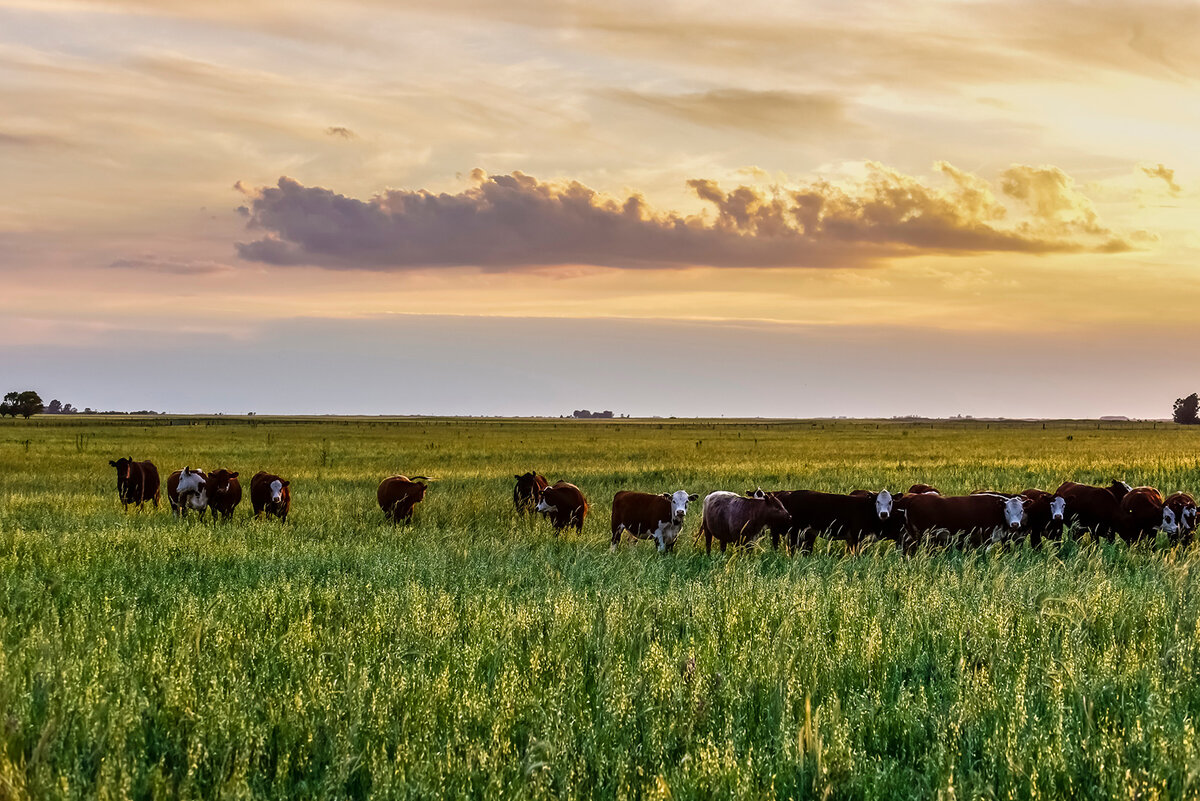 Vacas en la Pampa argentina. Источник: http://cronicasdefauna.blogspot.com/2021/10/pampas-y-gauchos-el-vacuno-en-argentina.html?m=1