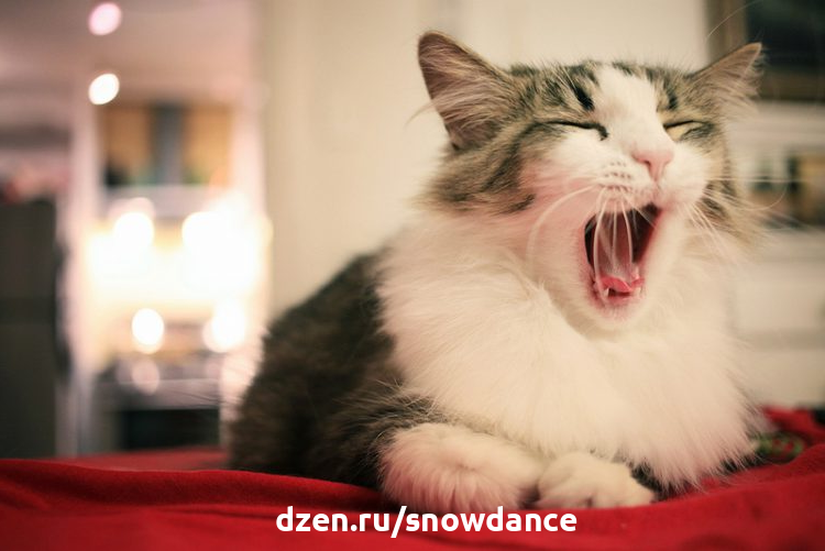 Кошка зевает