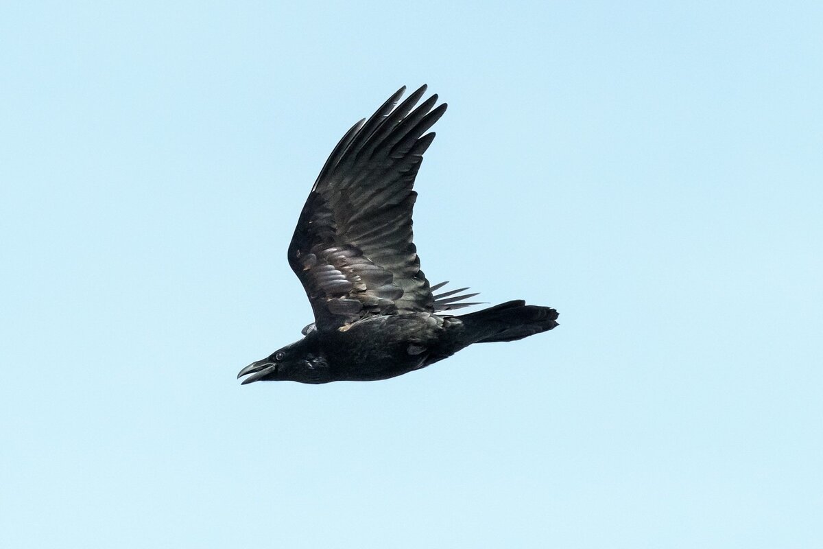 Ворон. Автор фото В.В. Шишенков. 