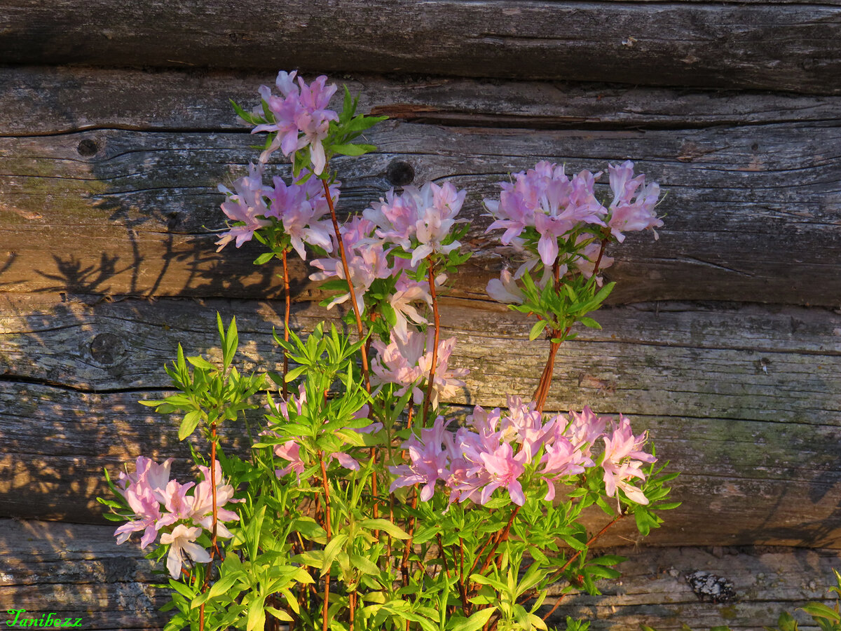 Азалия садовая "Вестерн Лайтс" 