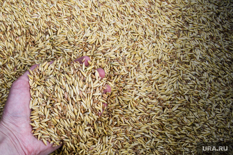    Остатки химикатов обнаружили в урожае 2022 года, который хранился на складе предприятия