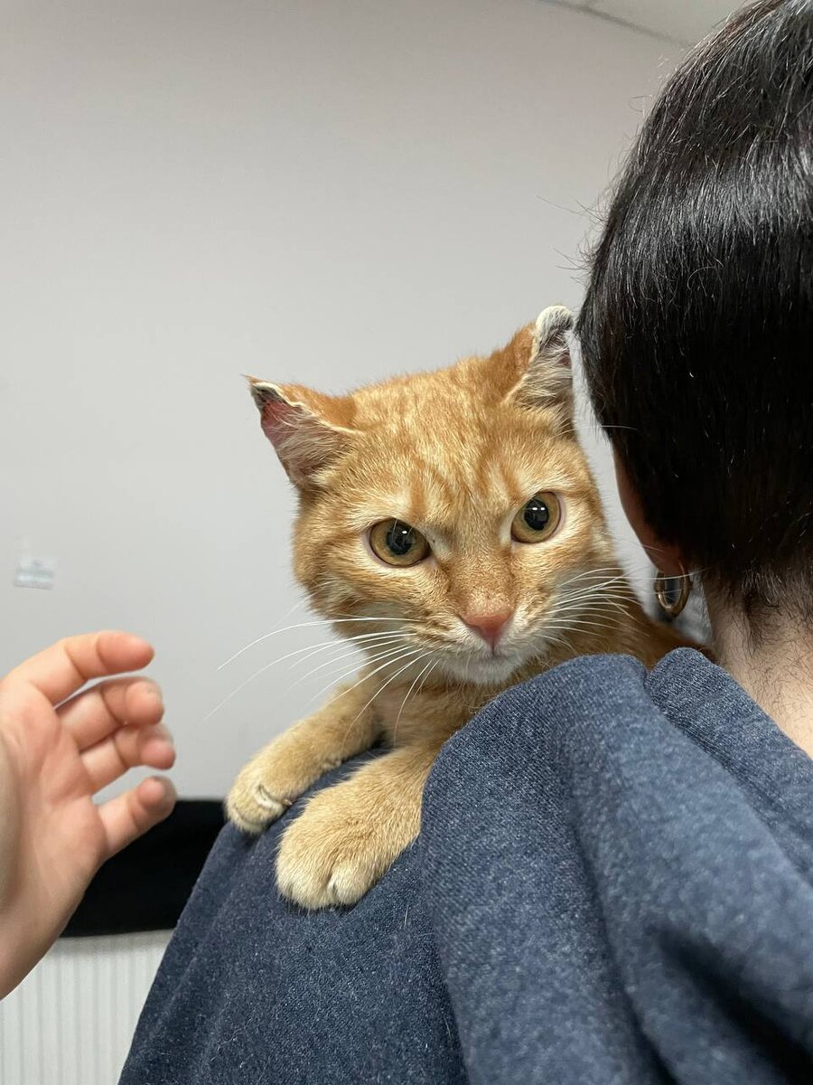 Мандаринка. Котодевочка с янтарными глазами