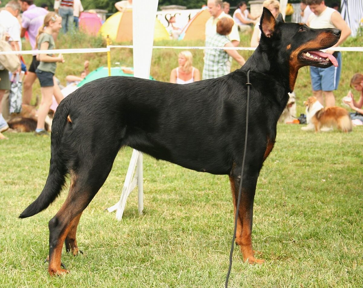 Босерон — древняя порода собак, которая, как полагают, возникла в регионе Бос во Франции. Первоначально порода использовалась как пастушья, а также как охотничья собака.