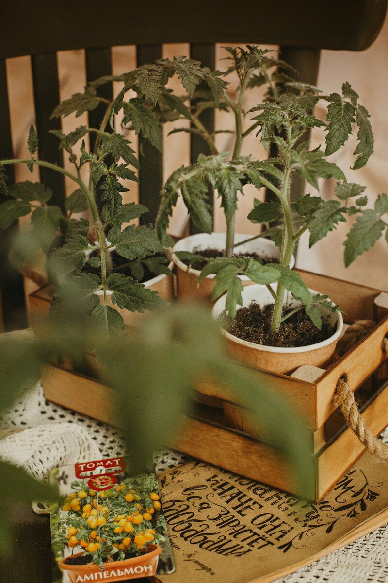 Подросшие растения в стаканчиках 0,3л