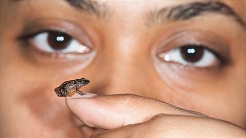 В мире миниатюрных лягушек появилось пять новых видов, все с островного государства Мадагаскар, и каждая меньше ногтя вашего большого пальца!