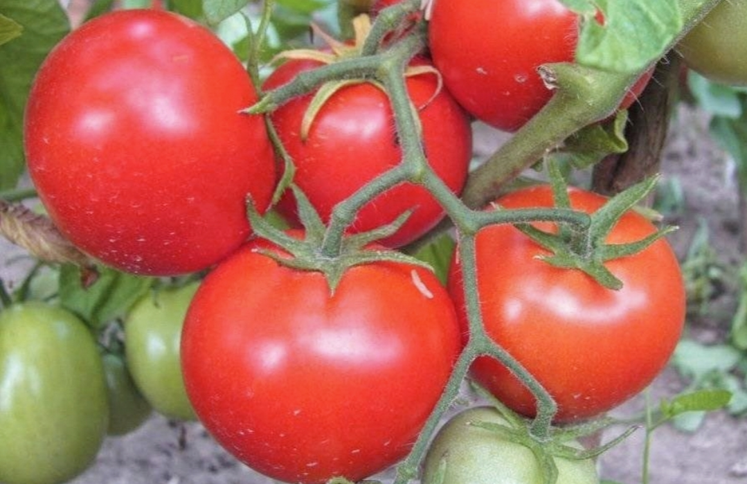 Томаты сорт санька золотой. Томат санька золотой. Томат санька золотой. Томат санька куст. Томат санька желтый.