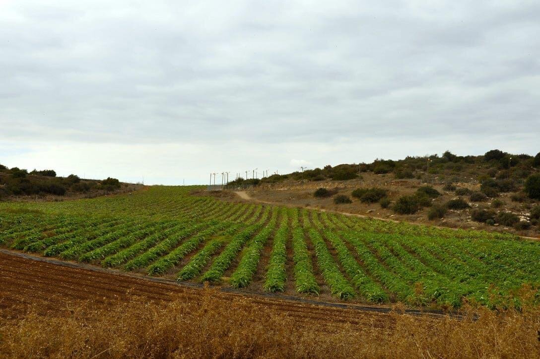 Артишоковые поля. 