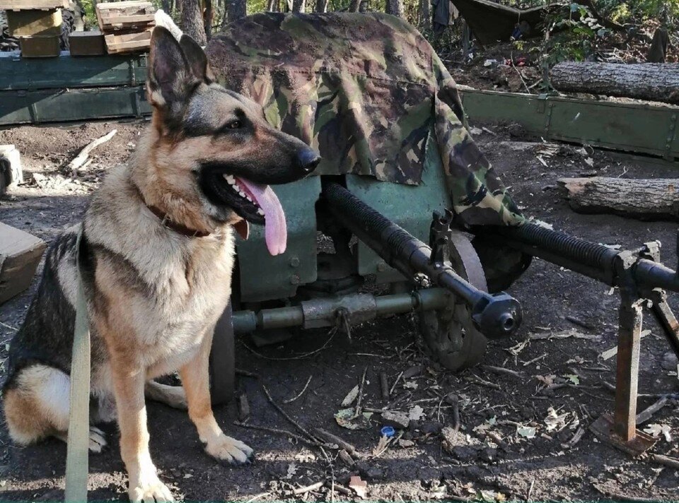     Ценой своей жизни пёс-герой спас своего хозяина. Сейчас в Коми Сармату хотят установить памятник. Фото: архив А.Мухина.