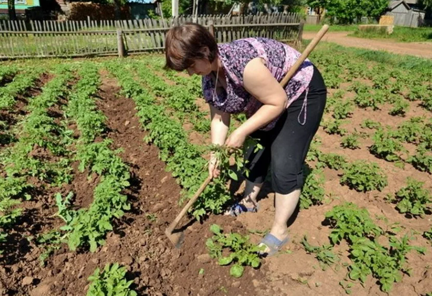 Когда поливать картофель после посадки. Окучивание картофеля. Полоть грядки. Полоть огород. Прополка огорода.