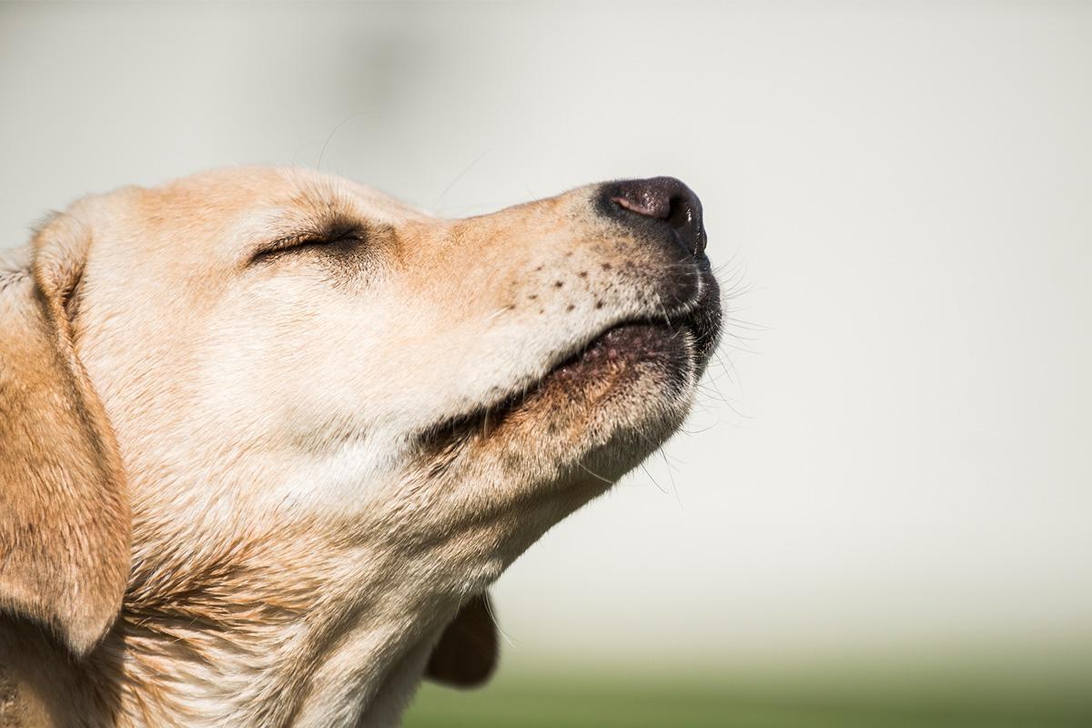 бигль щенок. собака которая не нюхает след на земле. бигль рыжий. собаки нюхают под хвостом. собака нюхает.