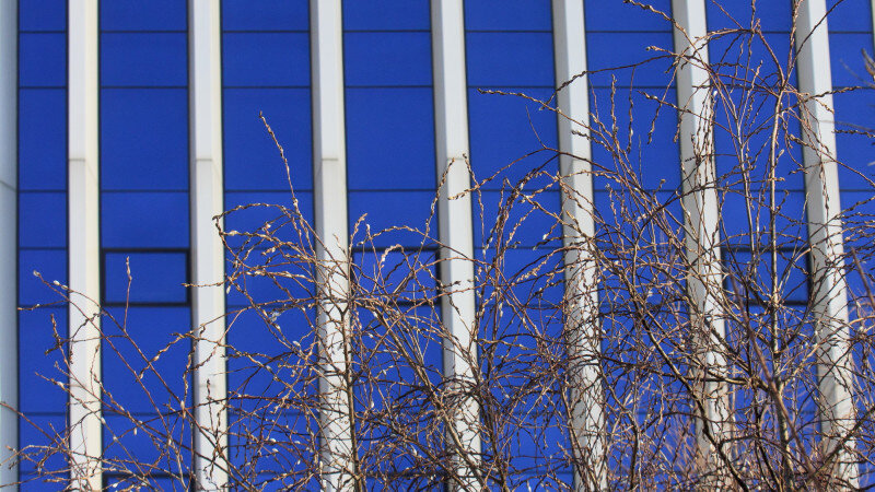     Верба. Анна Зайкова.