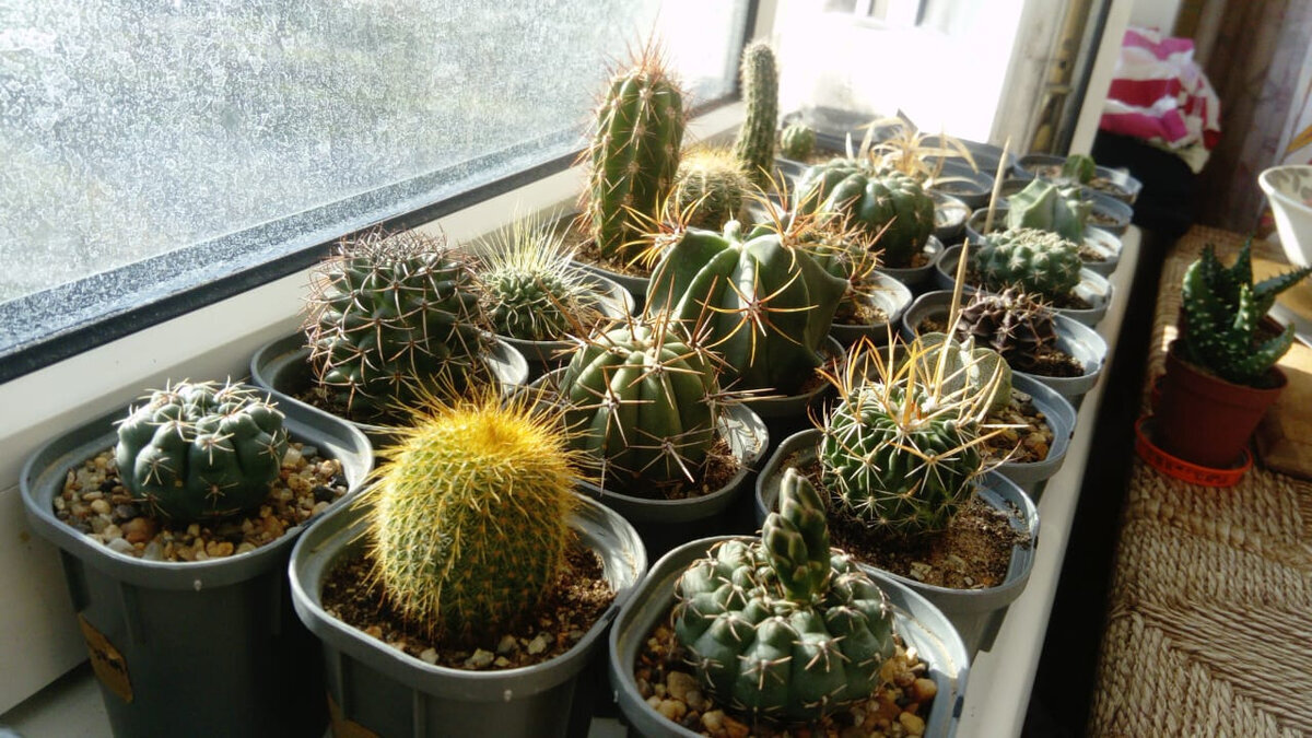 Мои кактусы на подоконнике. Фото автора @Маша Генералова