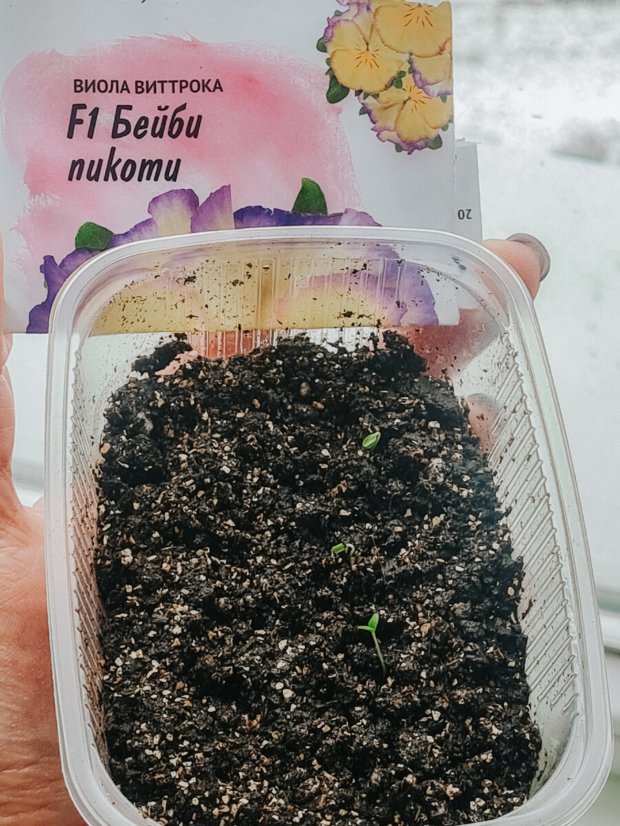 Виола в грунте