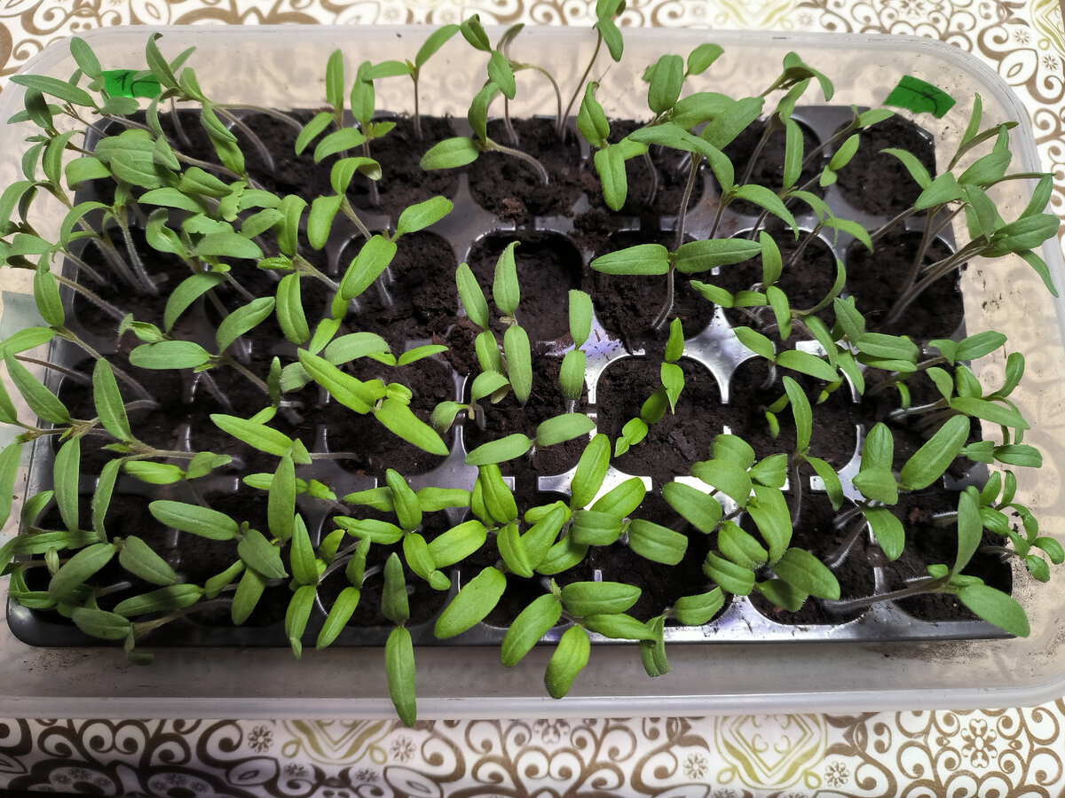 Рассаде томатов пять дней после всходов