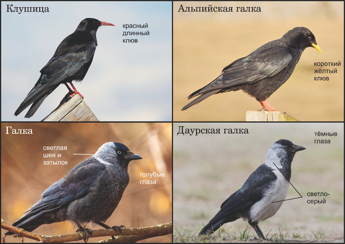 Фото: Жбир Денис, Beatriz Castaño и Власов Егор