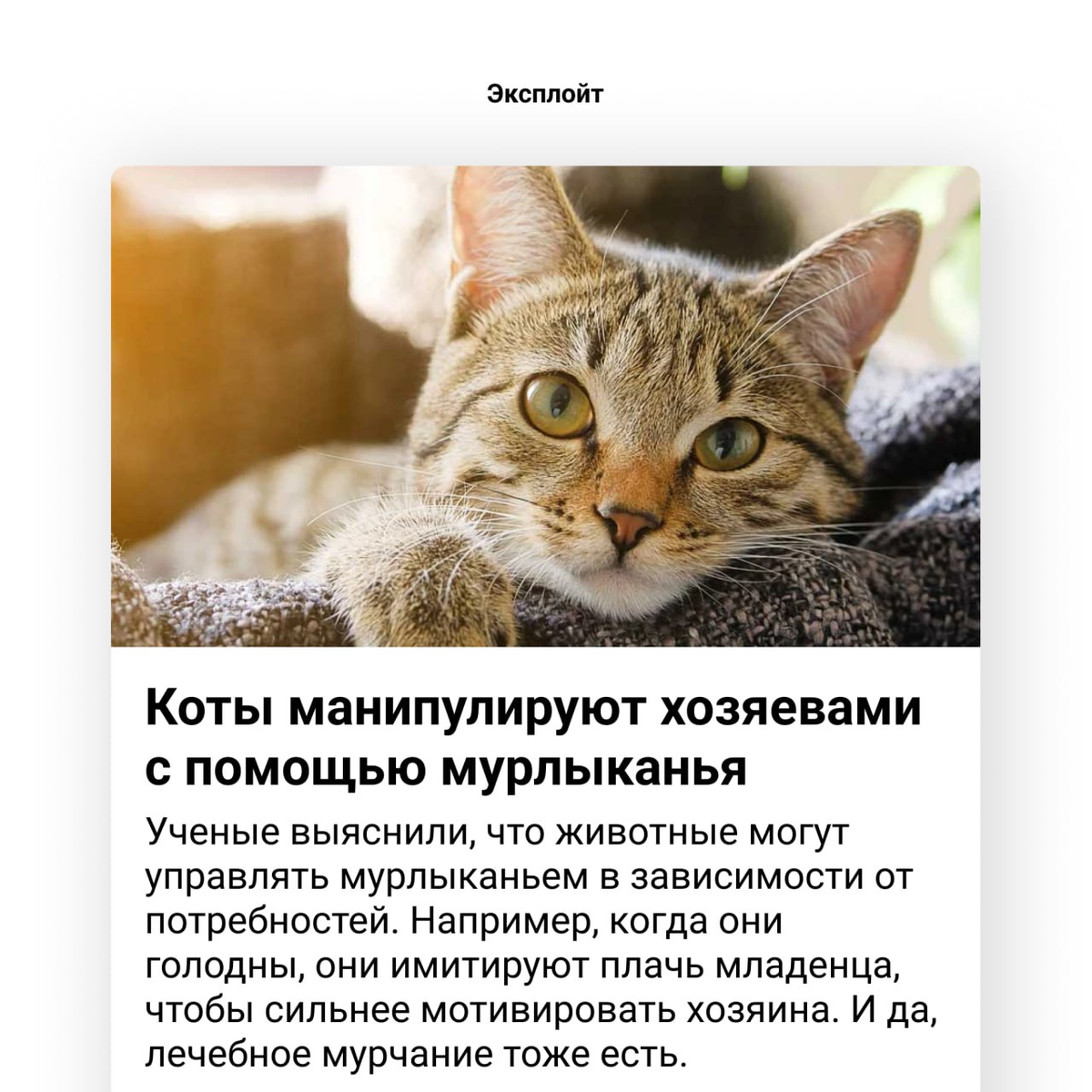 Правда кота