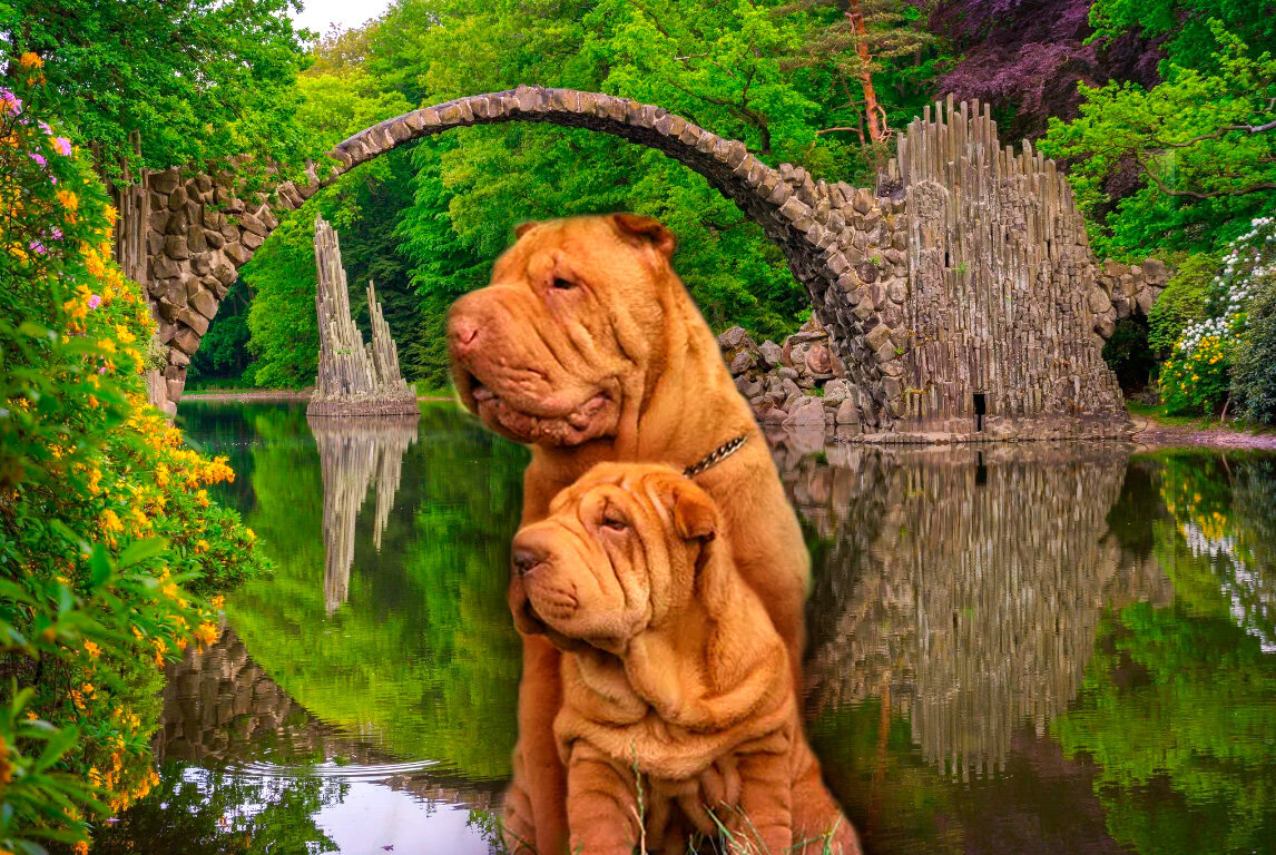 Авторский коллаж, составленный из двух фотографий, найденных в Интернете и взятый исключительно в качестве иллюстрации. (Источники - ru.pinterest.com и domashniy-comfort.ru). Изображённые на нём собаки не имеют никакого отношения к героиням моей истории. 