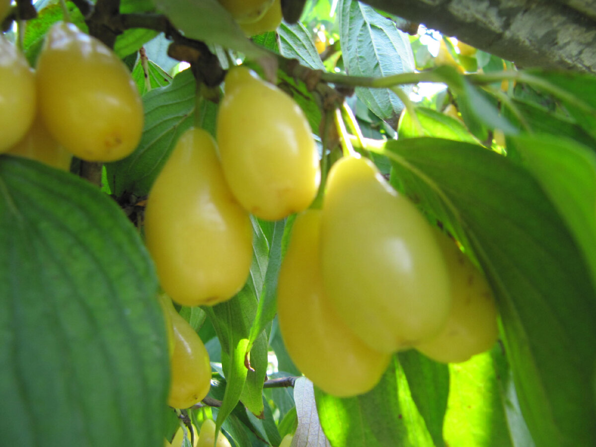 Жёлтый кизил в питомнике. Фото из личного архива Волковых 