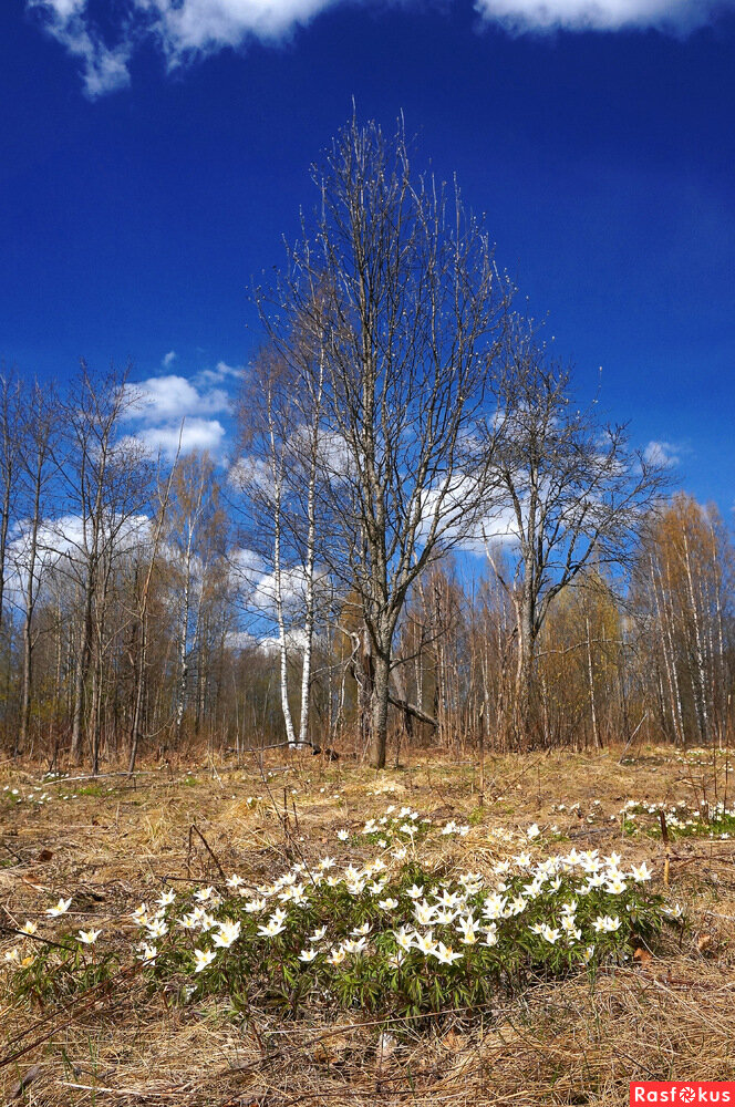 В апреле у нас будут такие подснежники - ветреница. 