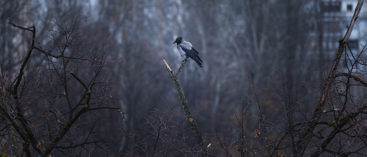 https://ru.freepik.com/free-photo/black-and-grey-crow-sitting-on-a-tree-branch-with-a-forest-and-buildings-on-the-blurry-background_8943392.htm