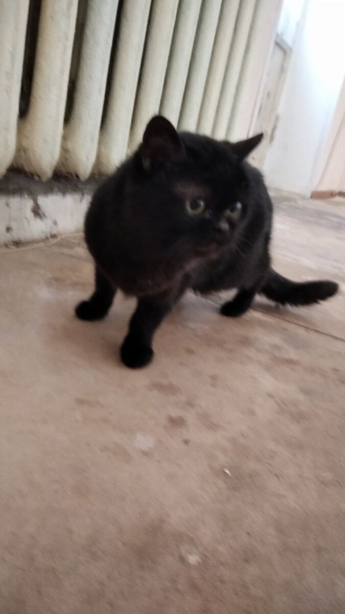 Те, кто за ней присматривал, решили, что волонтёр позаботится о кошке лучше. И доплатили для анализов 3000 рублей. За что им большое спасибо!