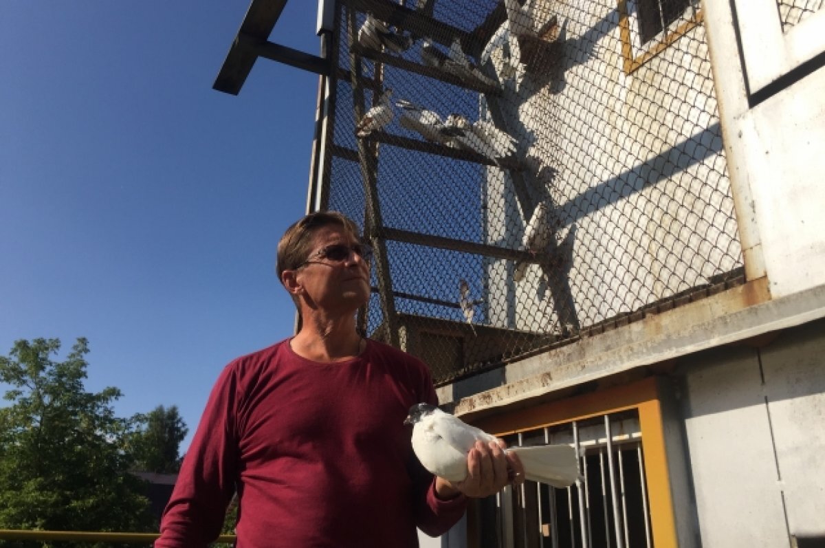    Мой долетит быстрее! О судьбе голубеводства, азарте и сохранении генофонда