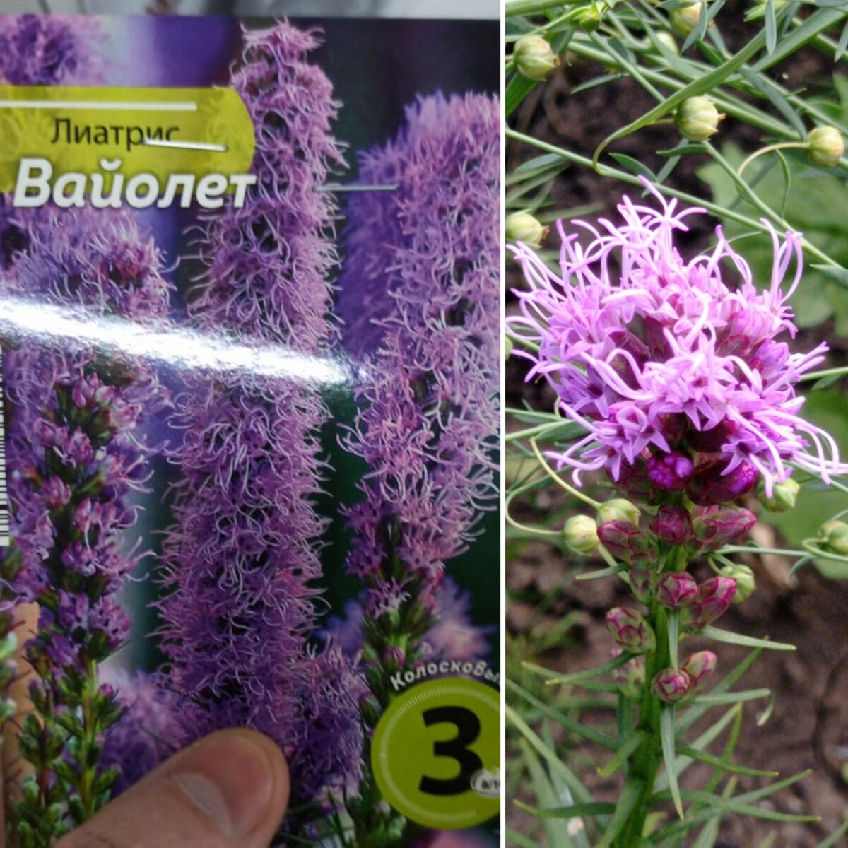 Фото автора, муж мне фотографировал и присылал, что есть в магазине 😁