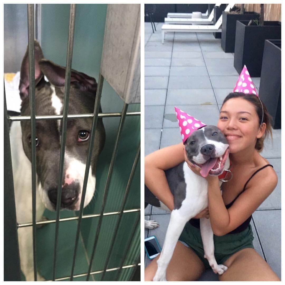 Собака после химиотерапии. Брошенные собаки до и после. Собачья жизнь 2 фильм 2019 собачья. Изменить мою собаку. Фото животных из приюта и людей.