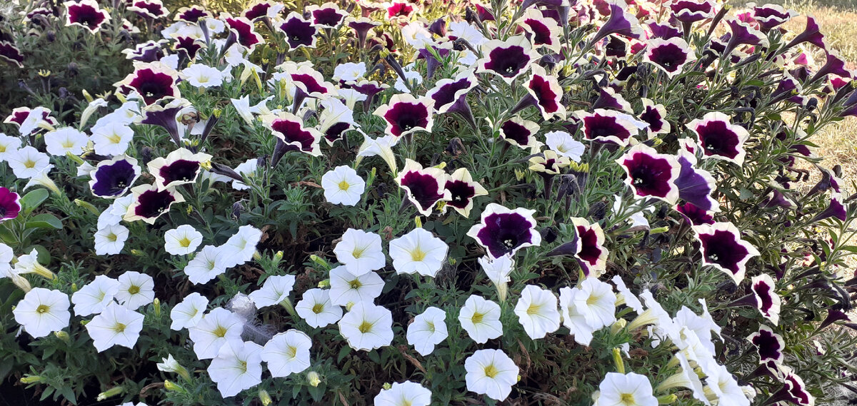 Вегетативный сорт петунии, размножается черенками. Цветет все лето до заморозков. Эти цветы помогут вам преобразить свой участок без особых затрат.