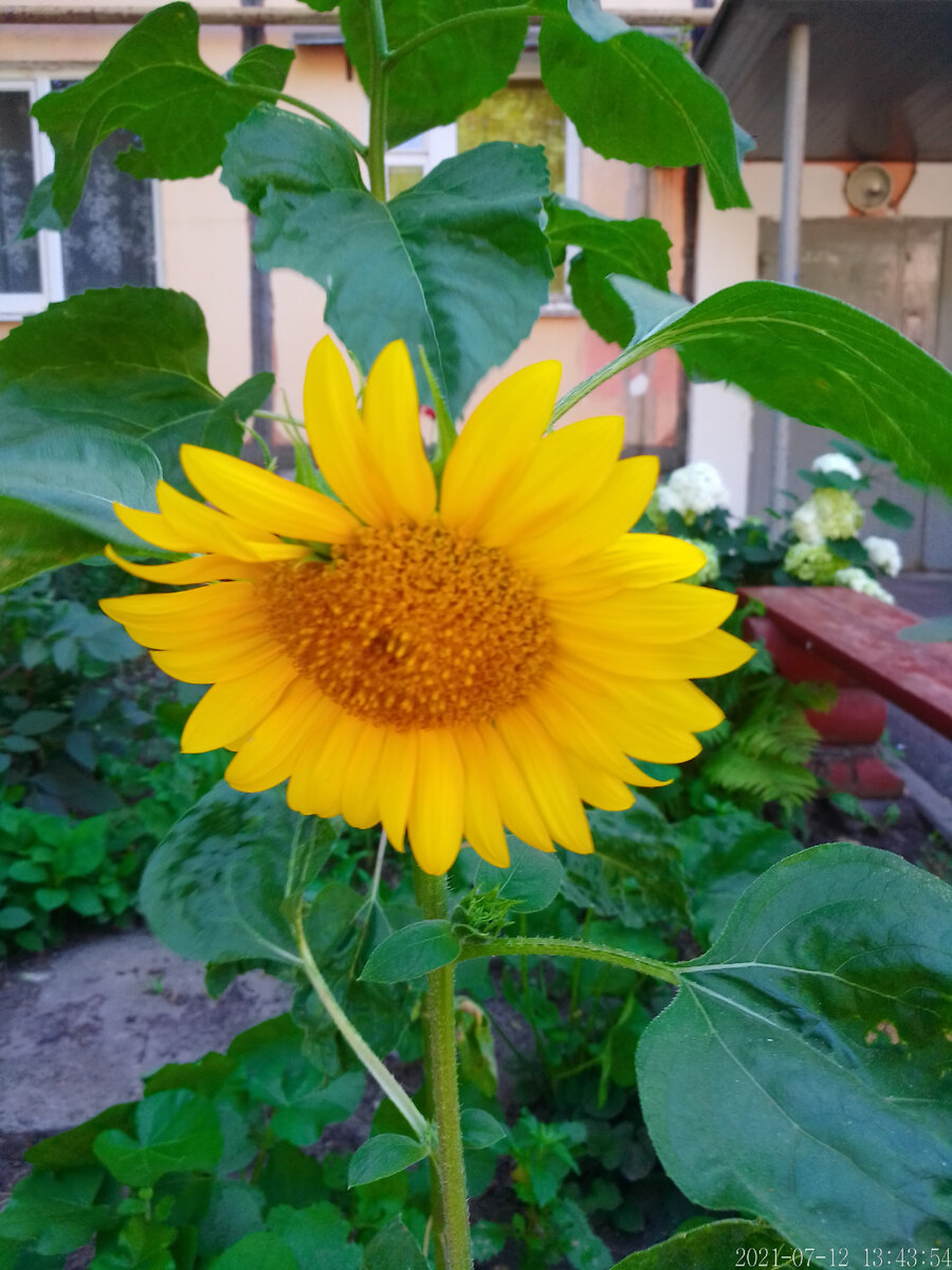 Июль 21 го года