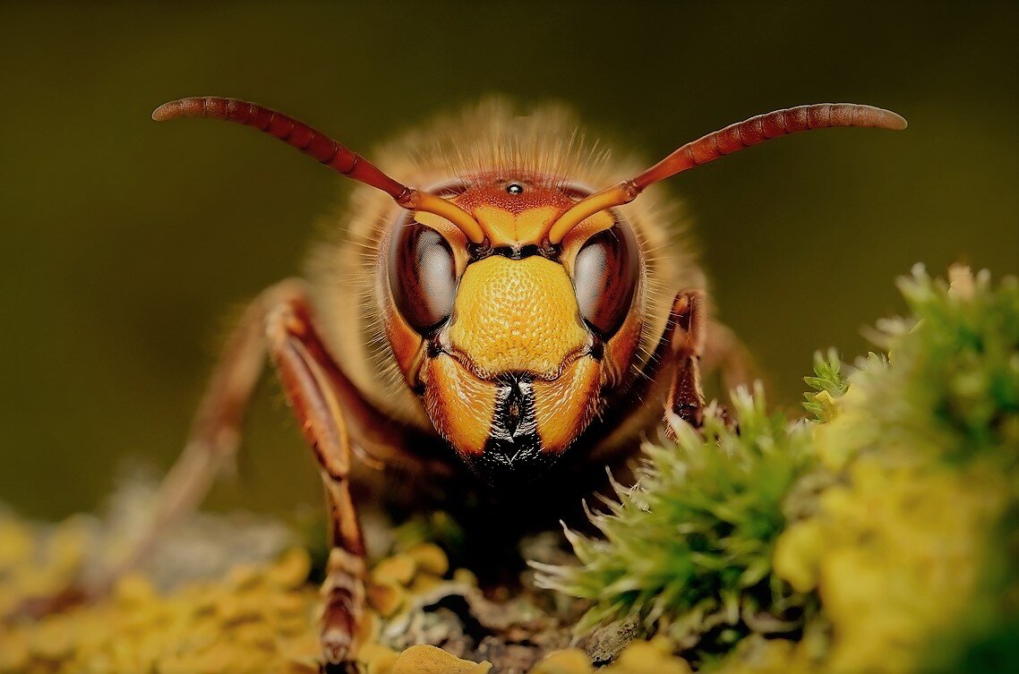 Красивый, не так ли? Но опасный!