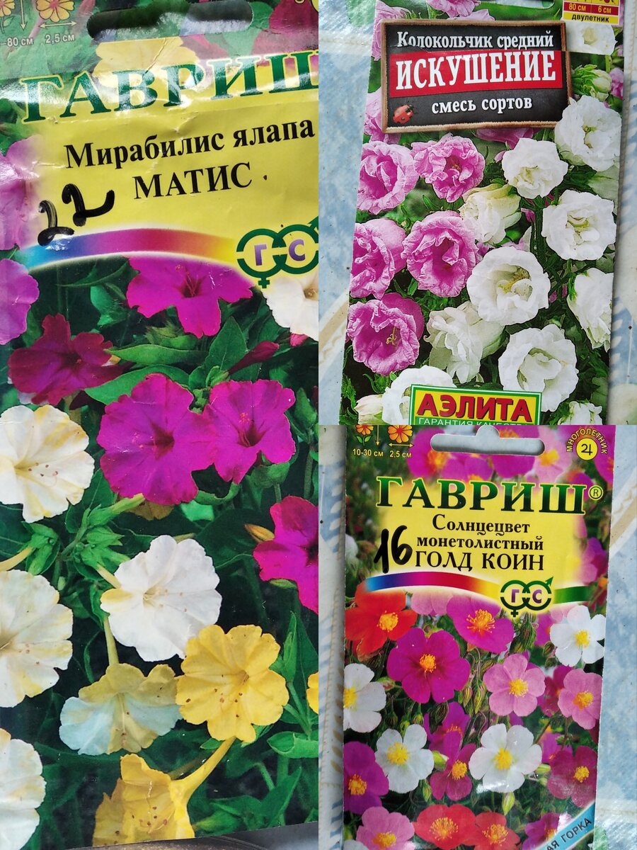 От Аэлиты тоже всходят , но позже. Обожаю колокольчик и солнцецвет, а мирабелис сею впервые.