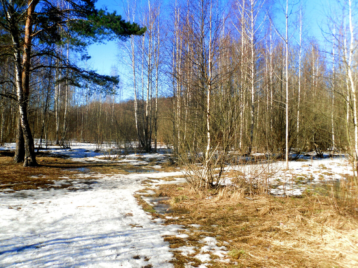 Весна в брянском лесу
