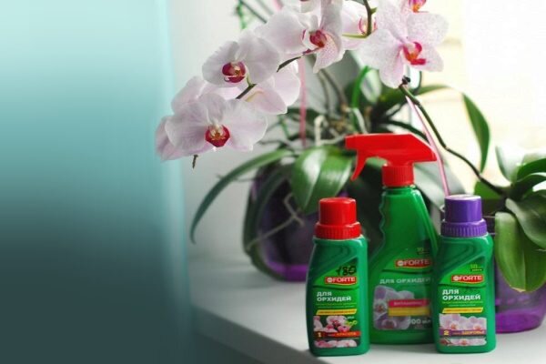 Подкормки для орхидей: как и когда правильно подкармливать растение