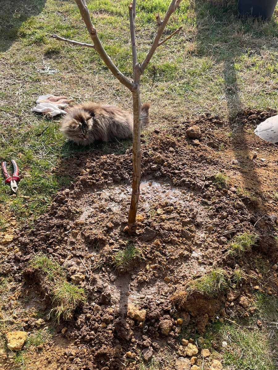 Посадка черешни фото. Посадка саженца черешни. Посадить черешню осенью саженцами в открытый грунт. Посадить черешню осенью саженцами в открытый грунт. Посадка груши.