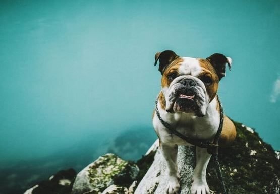      Мистер Бентли