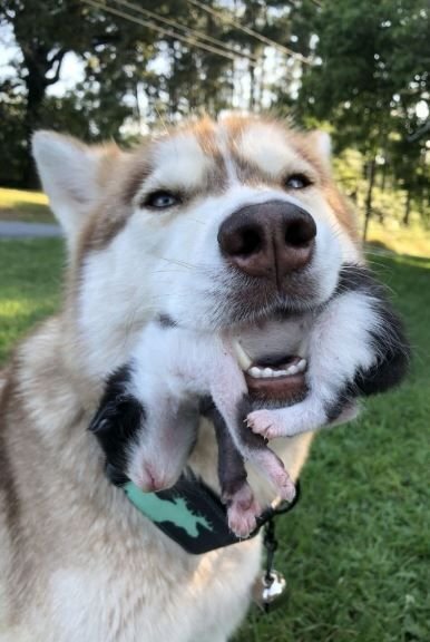      Баннер нежно перенесла котят