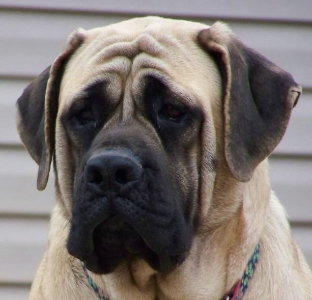      Самый добрый из гигантов-английский мастиф