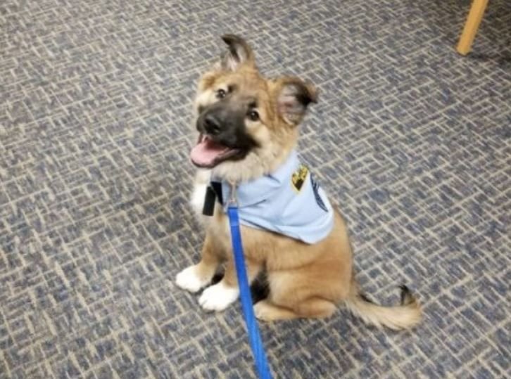      Офицер Пушок для обнимашек