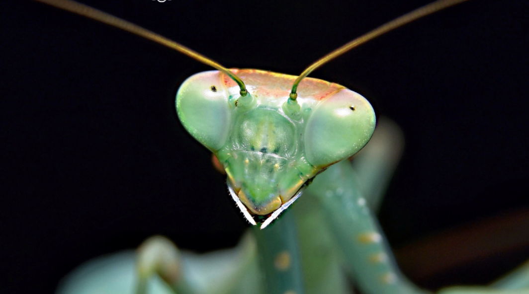 Богомол. Что едят богомолы. Смесь человека с богомолом. Praying Mantis - Sanctuary (2009).