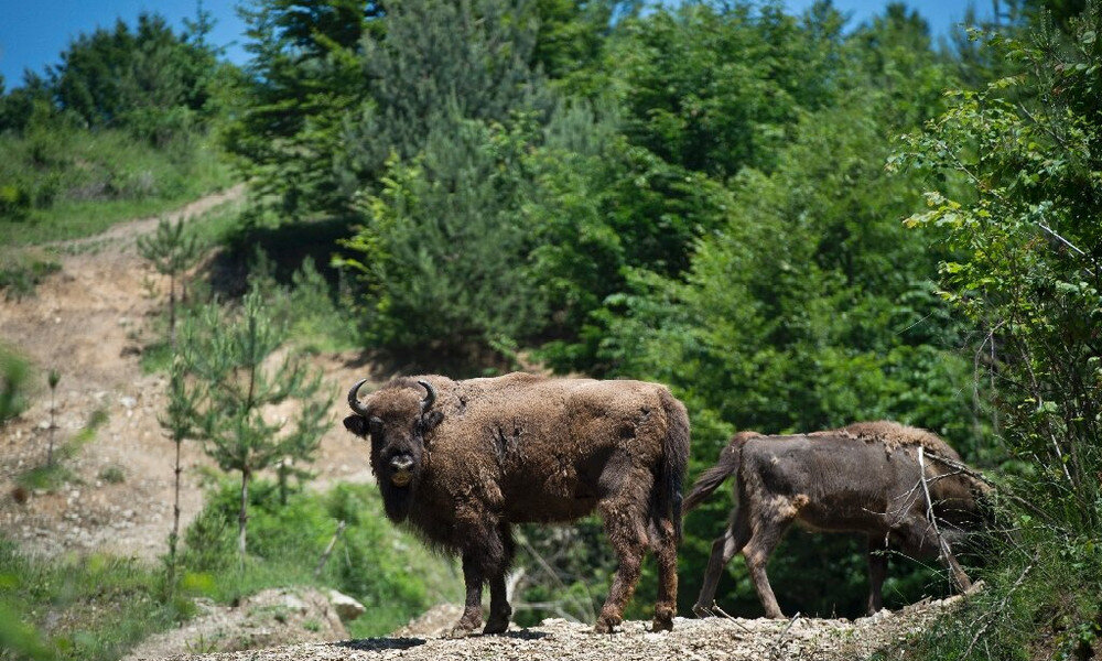 Зубры в Карпатах. Яндекс картинки, фото с сайта vokrugsveta.ru