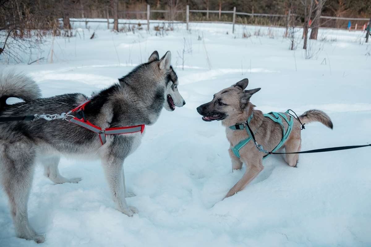 Собака на лыжах