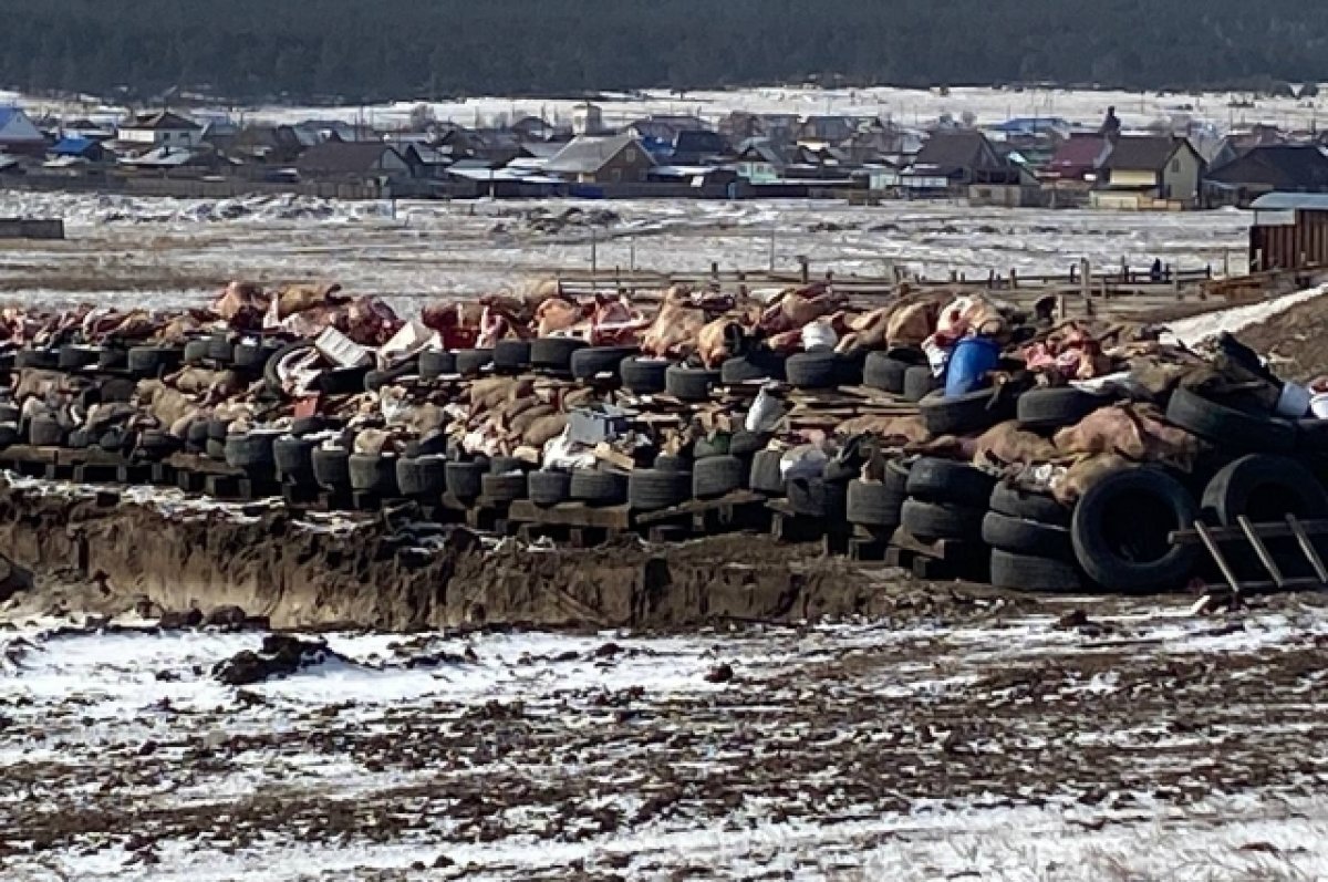    В Минусинском районе изза вспышки заболевания уничтожили более 500 свиней.