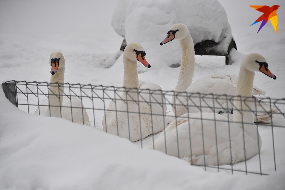     В Полярных Зорях на озере, где уже немного сошел лед, заметили пару лебедей. Владимир ВЕЛЕНГУРИН