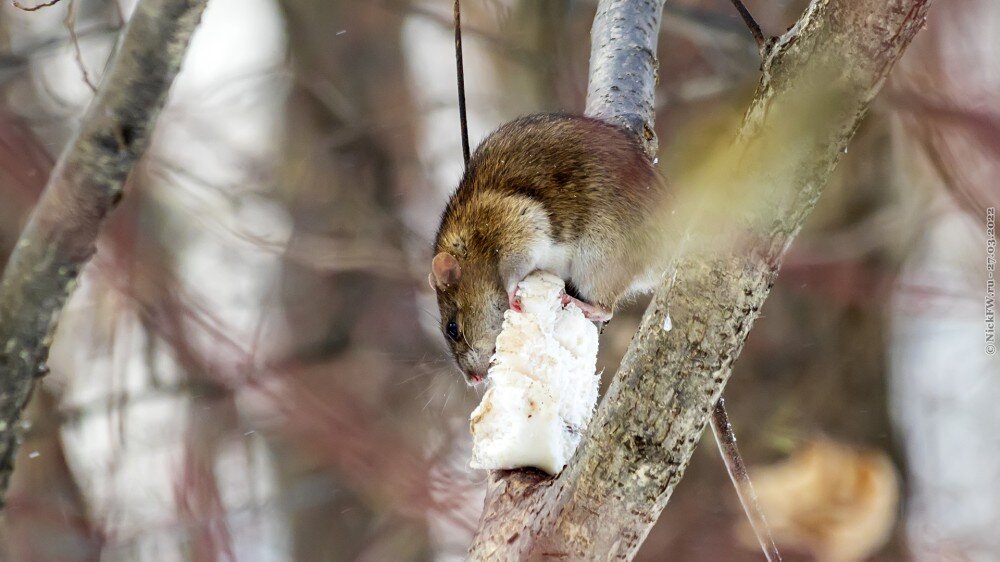 1. Дикая серая крыса и сало © NickFW.ru — 27.03.2022г.