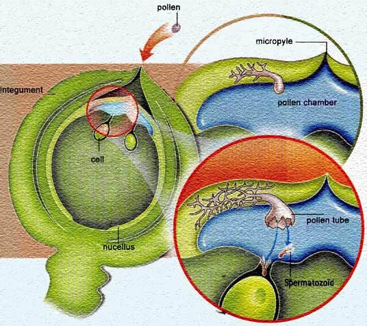 У гинкго пыльцевая трубка не такая агрессивная. Она не прёт в нуцеллусе напролом и не разрушает клетки, но активно ветвится в межклетниках. Она тоже питается за счет нуцеллуса, но делает это нежно, аккуратно. На рисунке весь процесс показан наглядно, в динамике. 