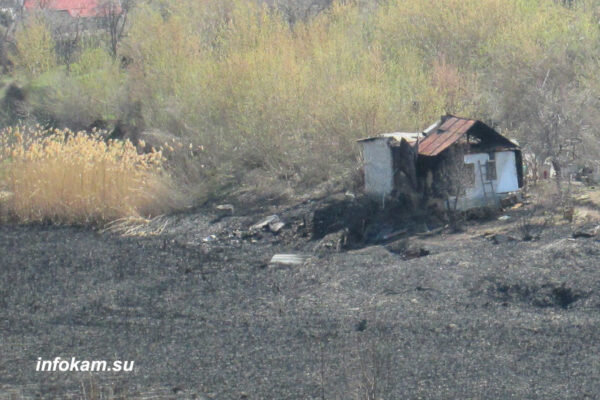    Последствия возгорания камышовых (рогозовых) зарослей в Кирпичном овраге у реки Камышинки (из архива ИНФОКАМа)