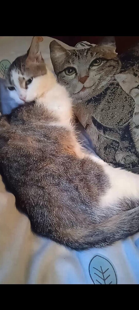 Леша котиков. Душа кота.