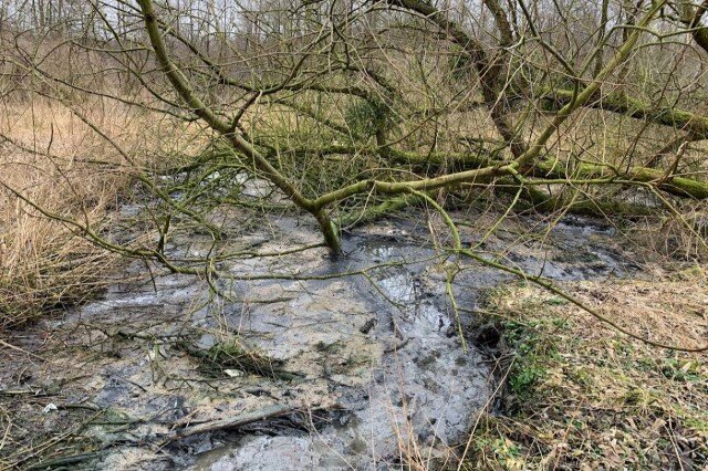 Фото: телеграм-канал Северо-Западного управления Росприроднадзора